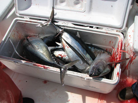 tuna_in_cooler